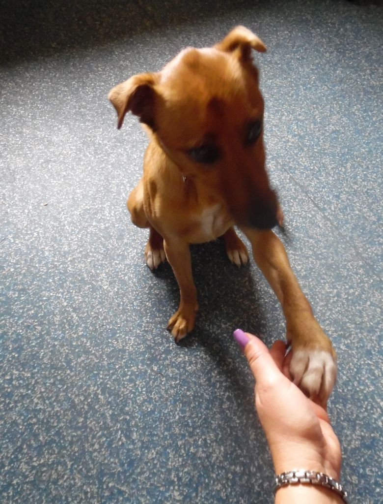 Friends Of Cardiff Dogs Trust Friends Of Cardiff Dogs Trust